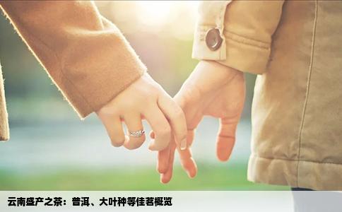 云南盛产之茶：普洱、大叶种等佳茗概览