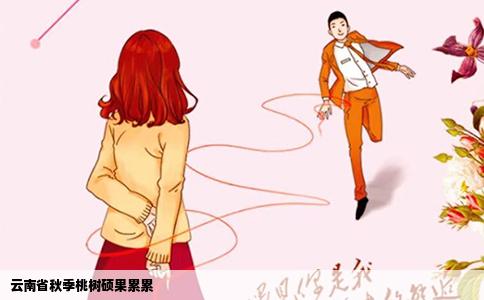 云南省秋季桃树硕果累累